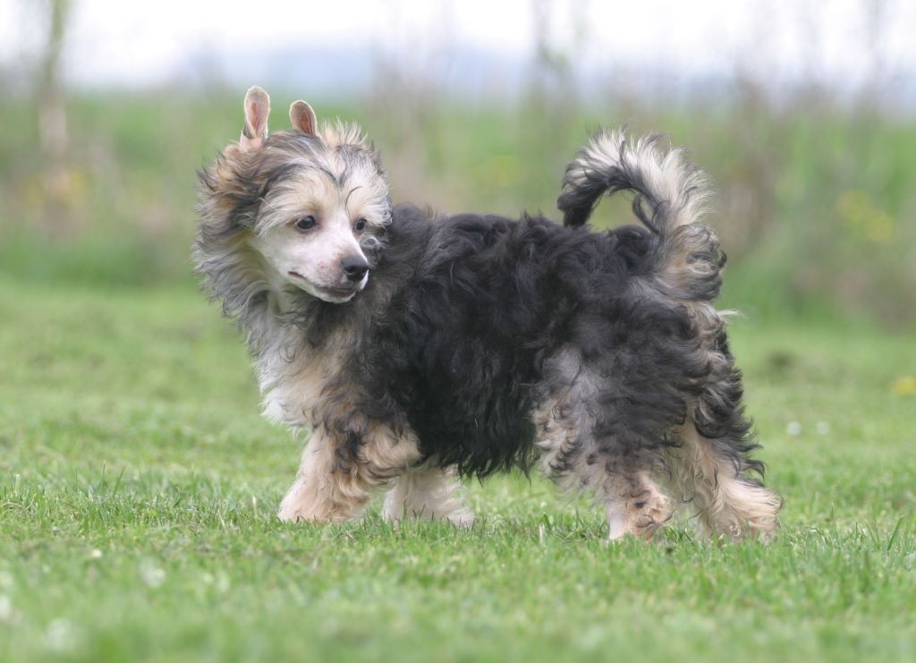 Happy Dancing Original Oilily