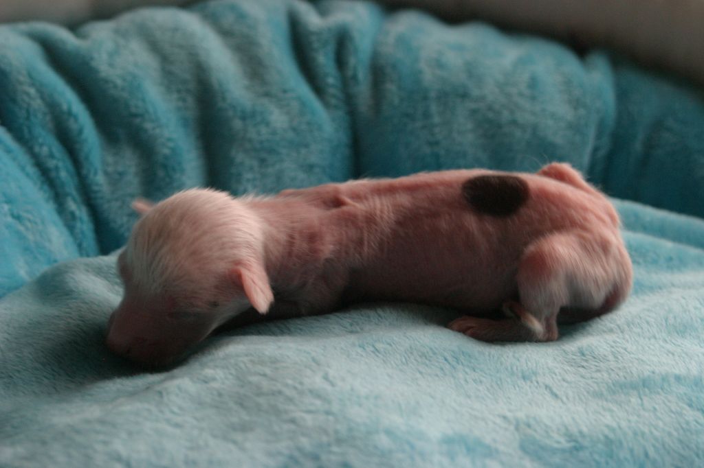 Happy Dancing Pink Panther