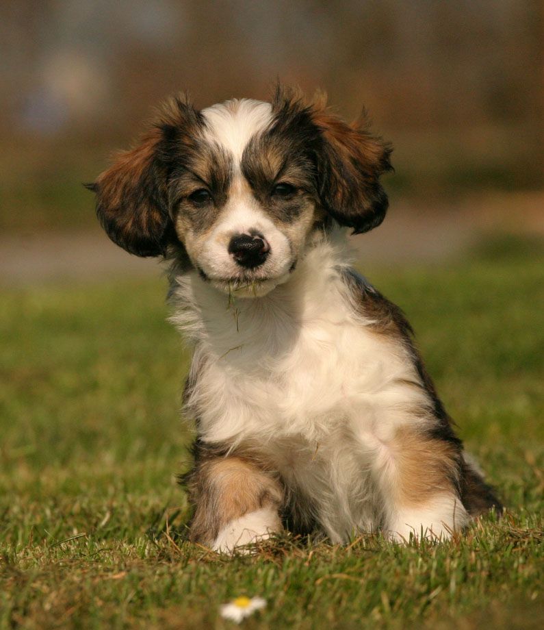 Happy Dancing Powerful Pirate