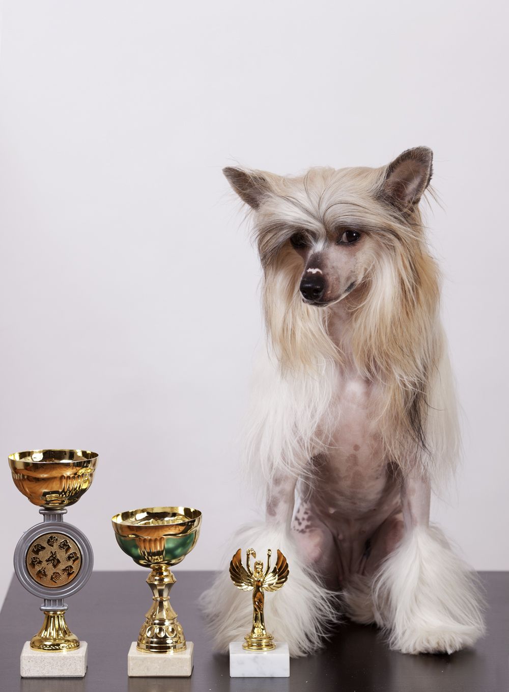 Dogland Happy Schalke