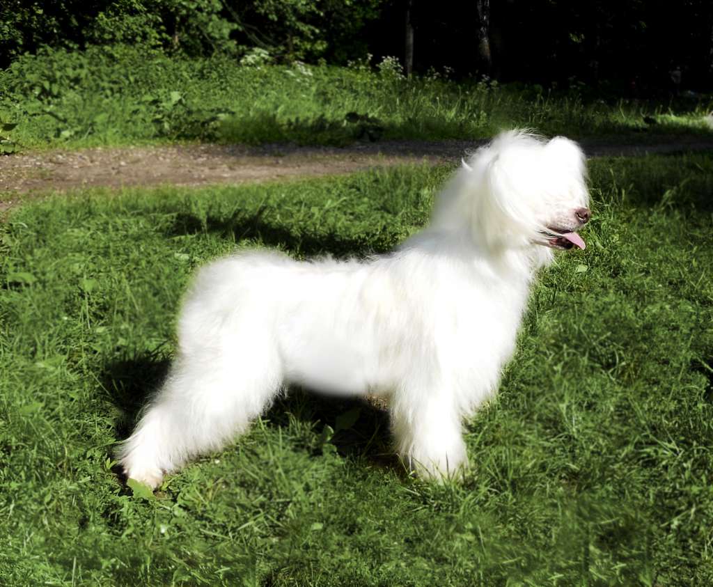 Vetochka   Beloi  Hrizantemi  dlya  Liris