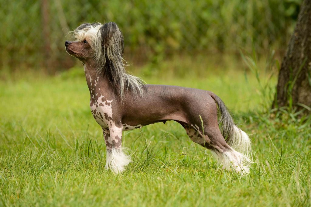 Family Song's  Oxana