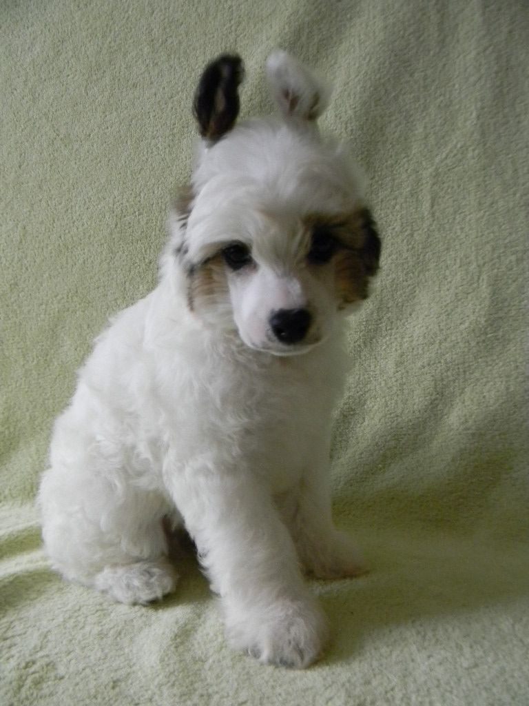 Ognenny Lotos  Dorotheus