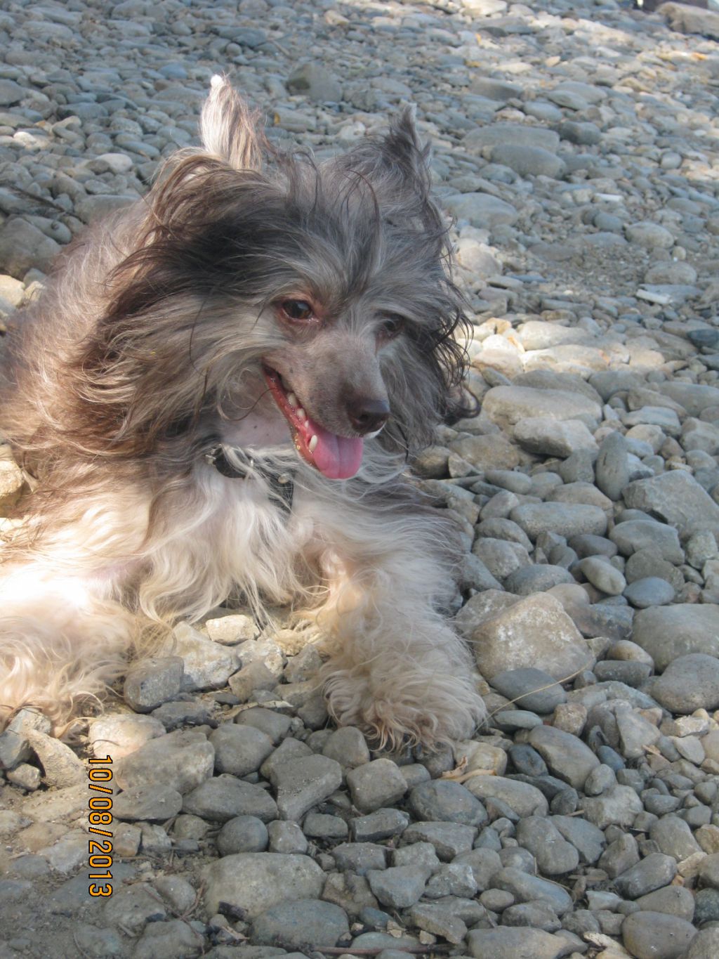 Ognenny Lotos Danusia PRA,PLL - clear