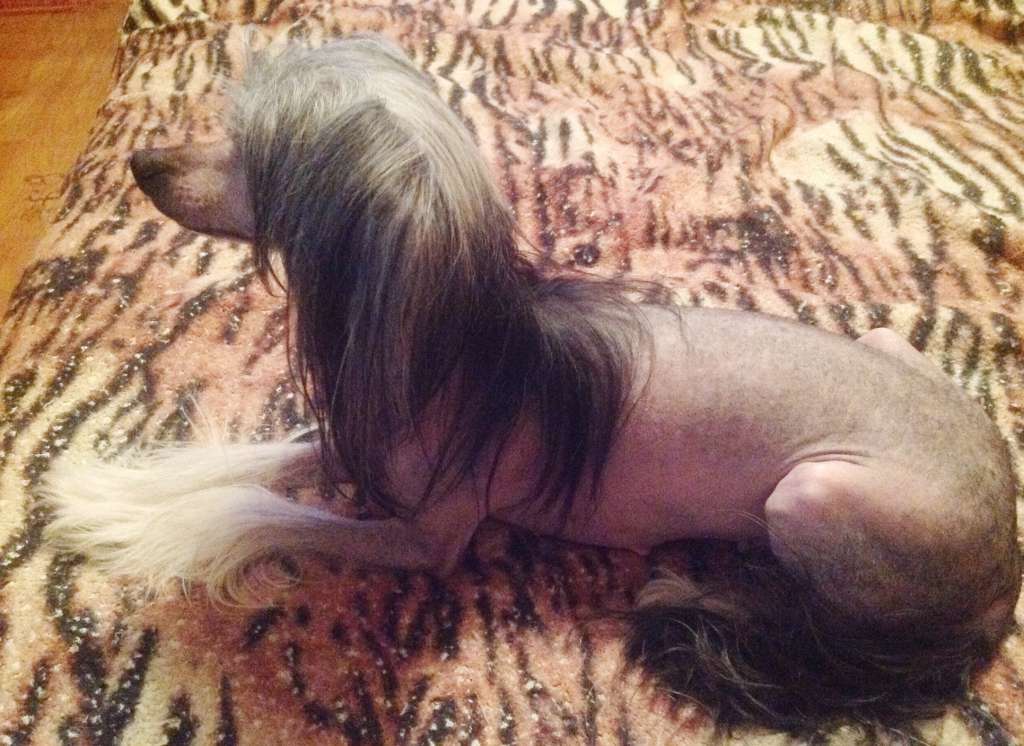 Charyushyi Soblazn Elizaveta