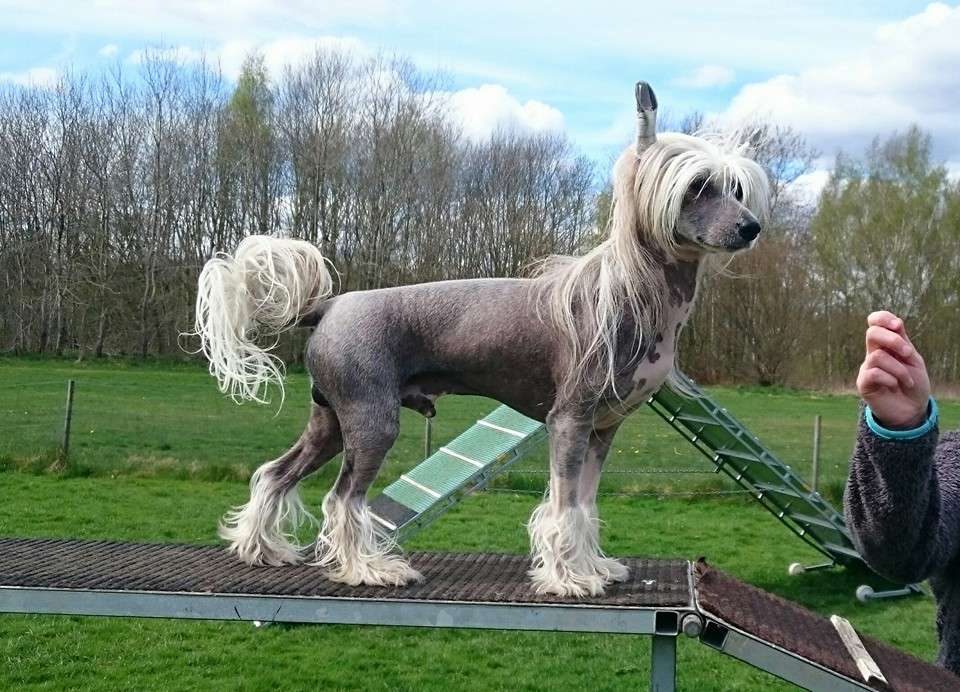 ChinoPata's Dream Theater