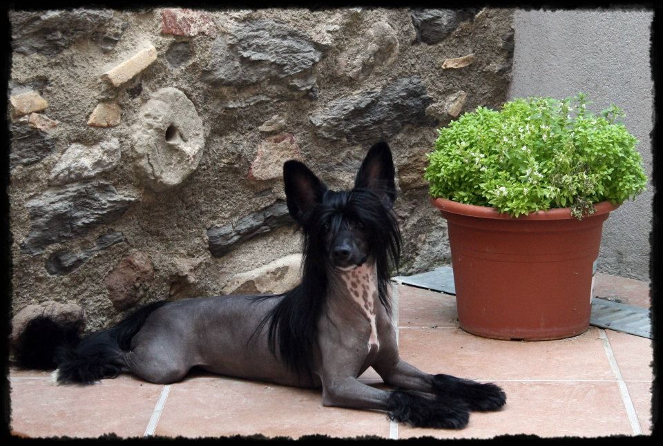 Olivera's The Wickedest of Them All at Principado 