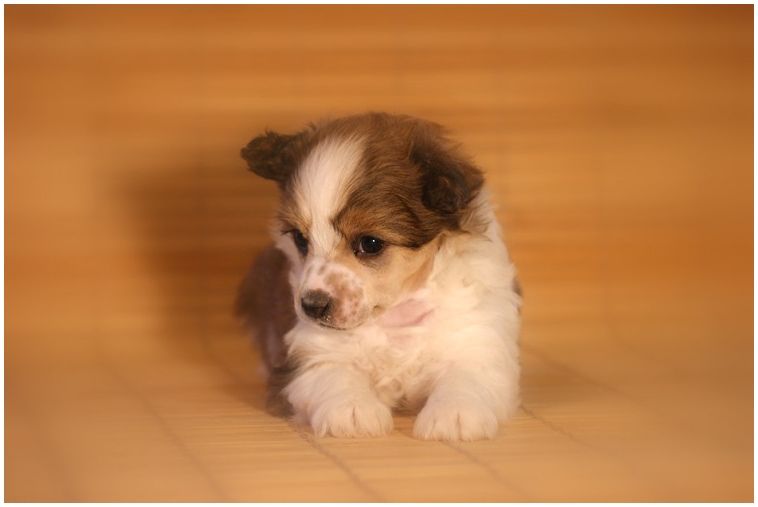 Hinako du Coeur des Ténèbres