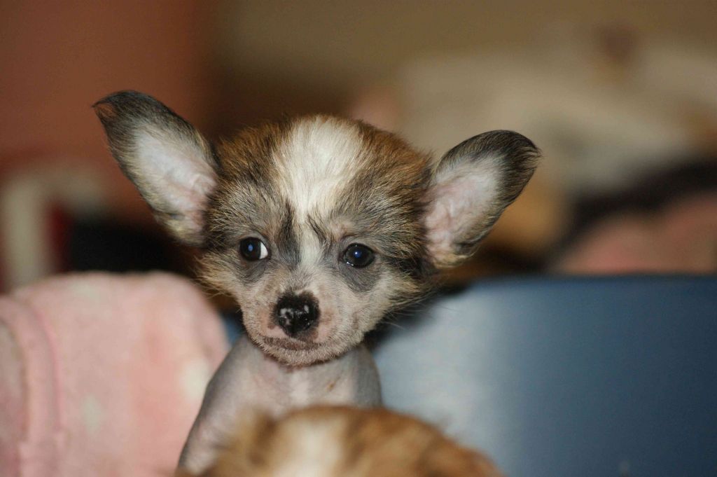 Braydi Mr.Miaygi von TAJA