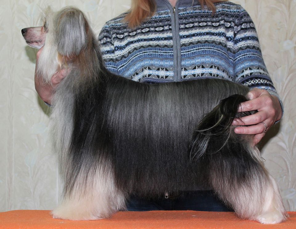 Yasnolika ot Volnogo Psa