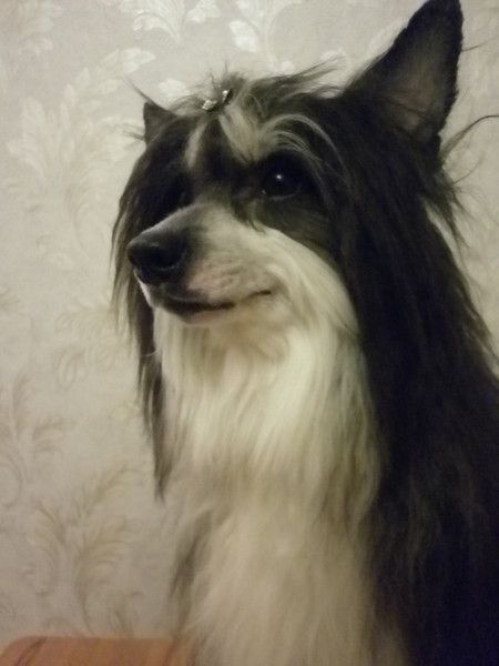 Arizona  Rising Star 