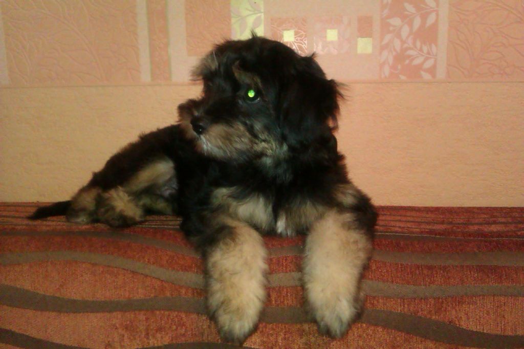 Archi a Night Velvet 