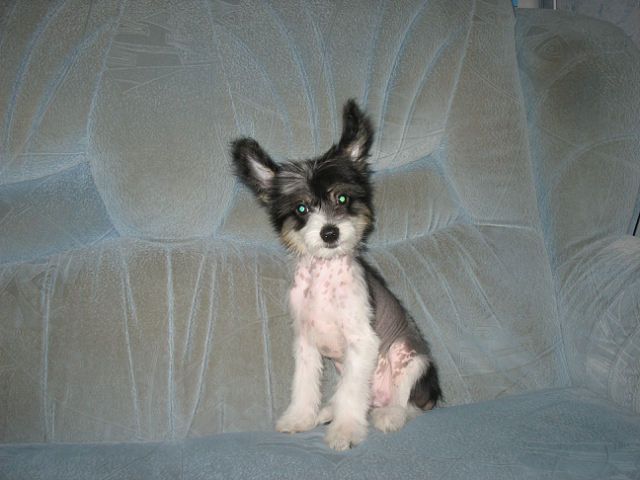 Altair Flashing Fire 