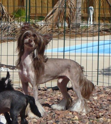 Cristalls Curious George