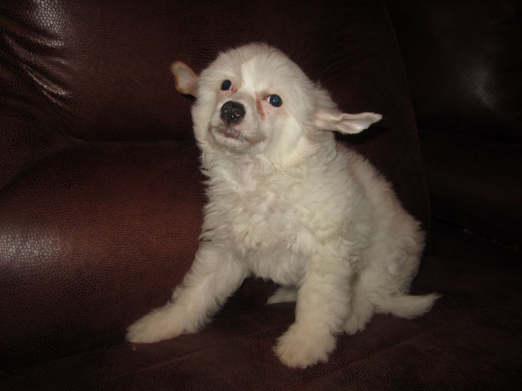 Velvet Touch Destiny