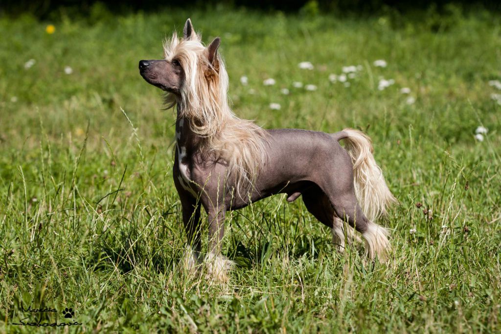 Angel z Jasne hvezdy