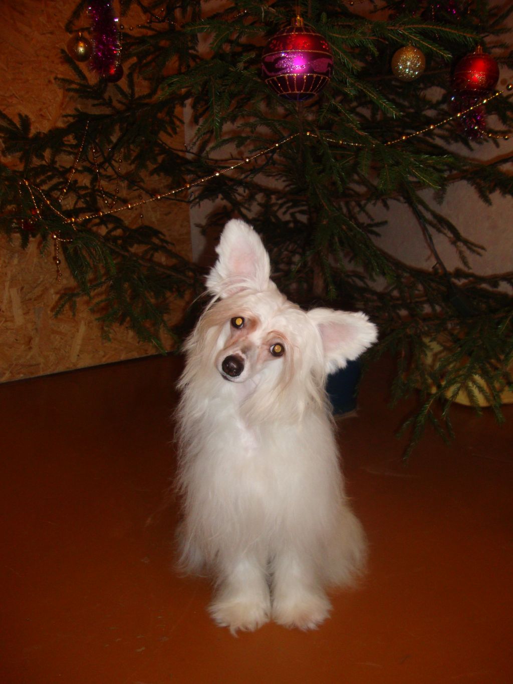 Bluebird Symphony Kanis