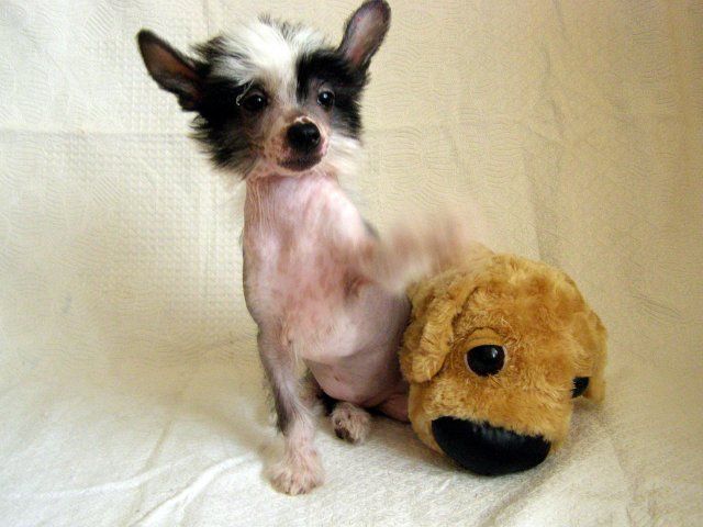 Bluebird Sweetheart Kanis 