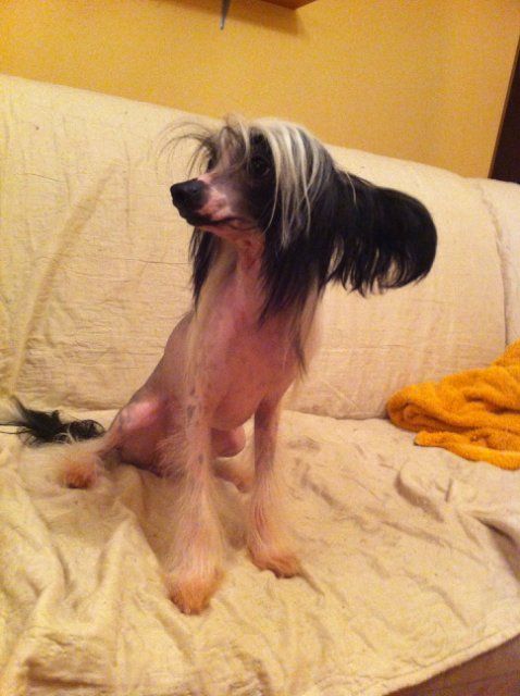 Bluebird Sunny Kanis 