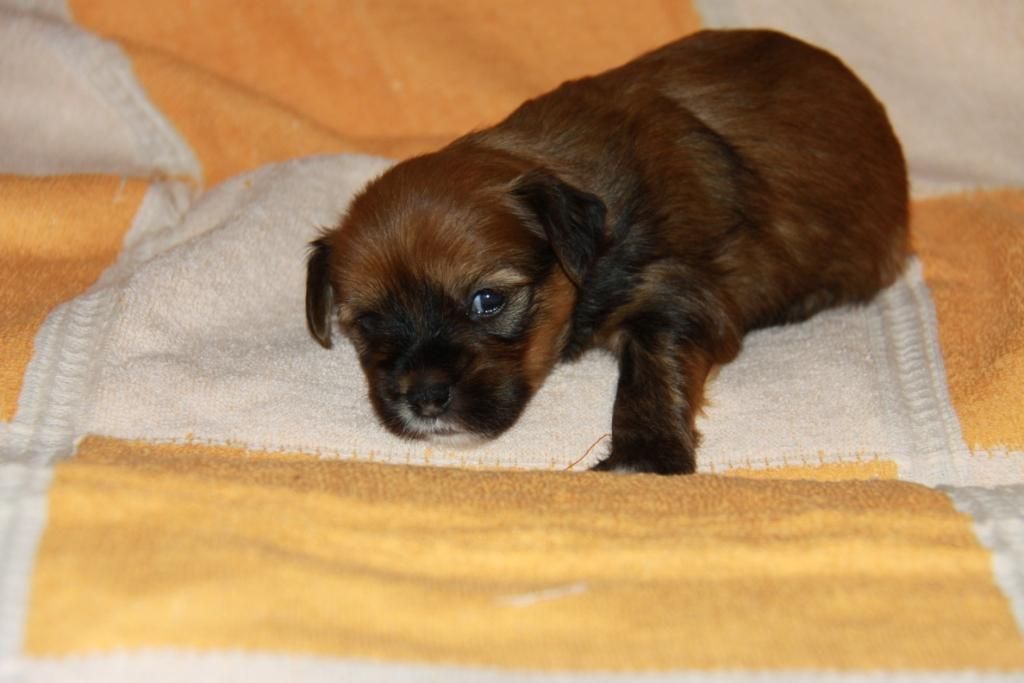 Zheneva-Debjut  Elvis