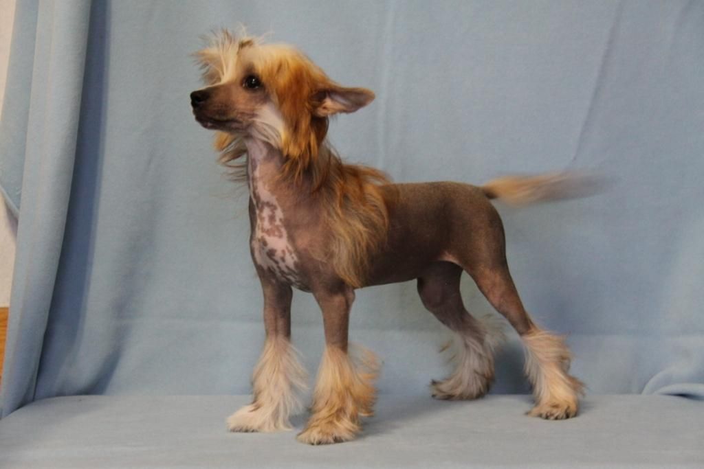 Zheneva-Debjut Elegant Beauti