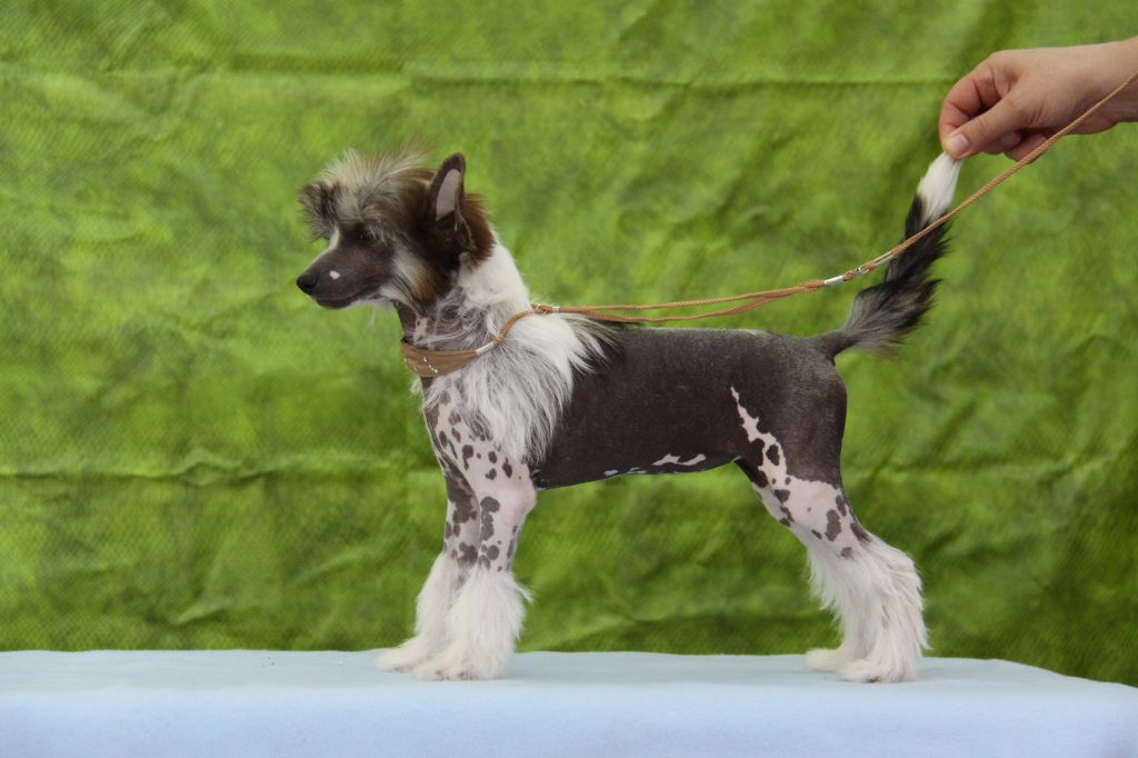 Zheneva-Debjut Chinzana