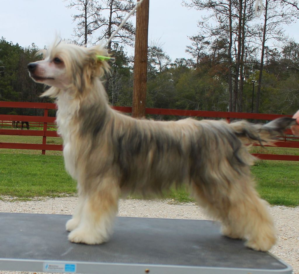 Cabaret Bella Of The Ball