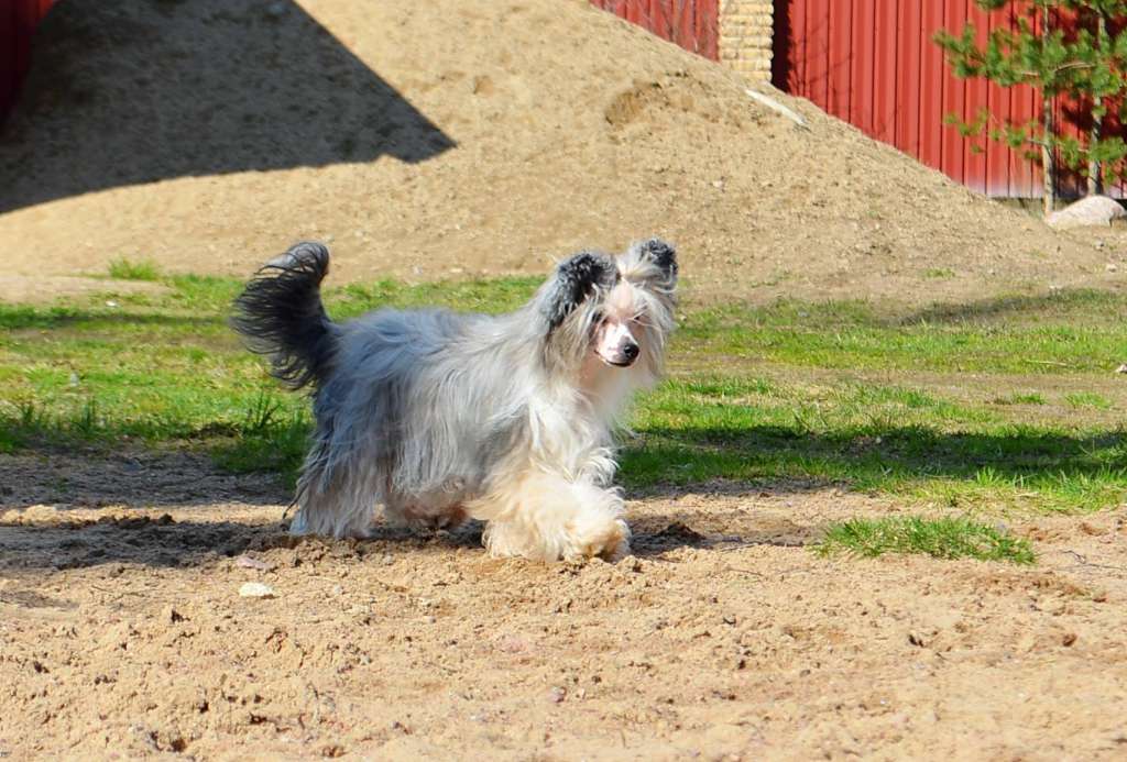 Ch. Rovanni Djekattolo Bovarij