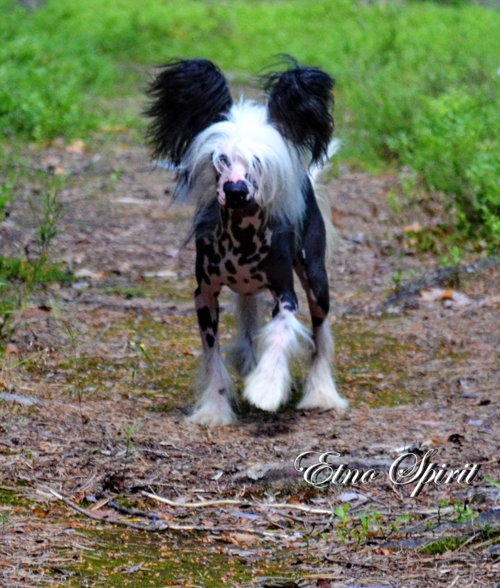 Rovanni Djekattolo Barty Scotch