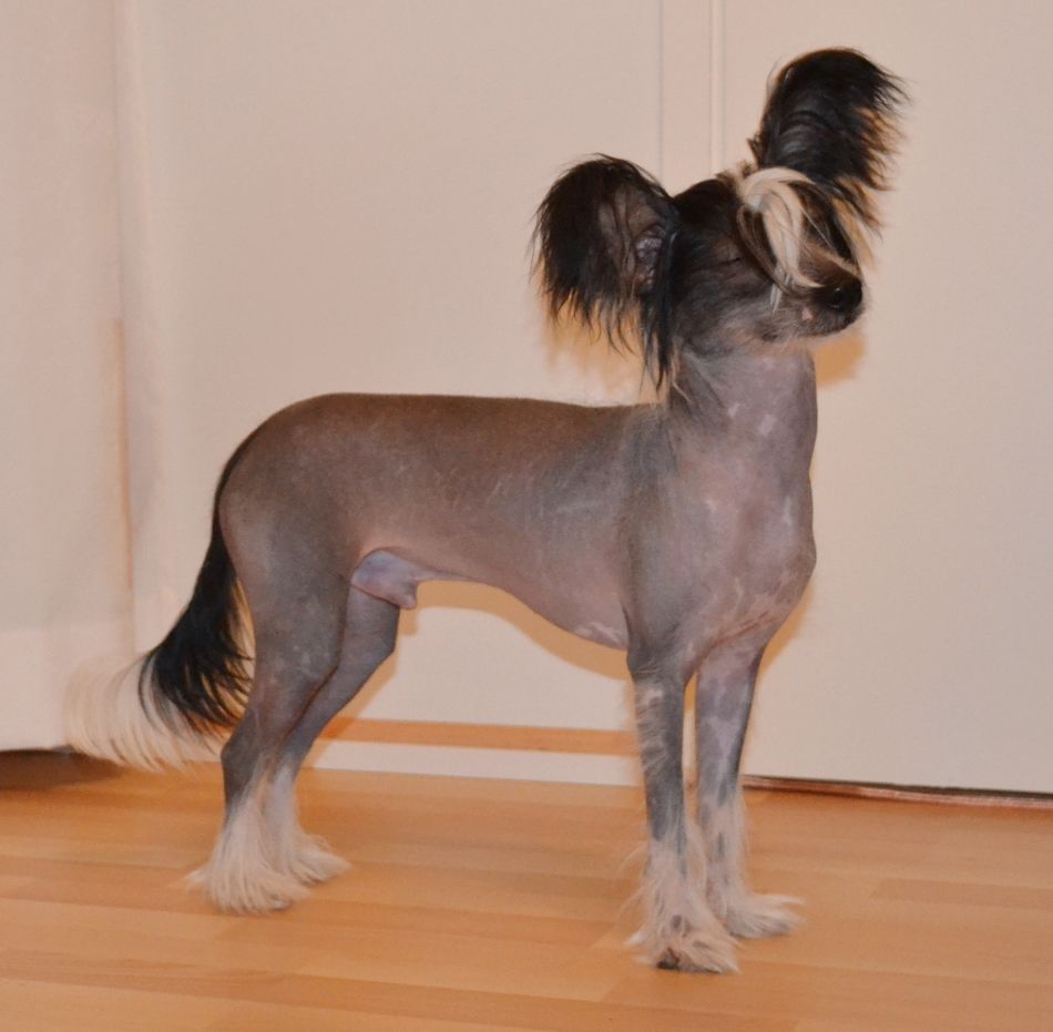 Rovanni Djekattolo Bilimbi