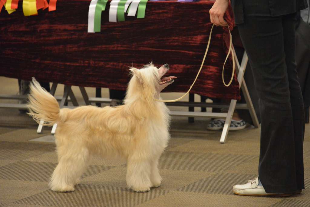 Volens nolens Roingold