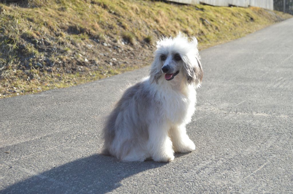 Mooncrystal's Black Jack