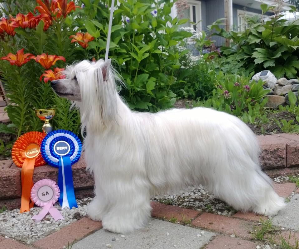 Mooncrystal's Beautiful Ones