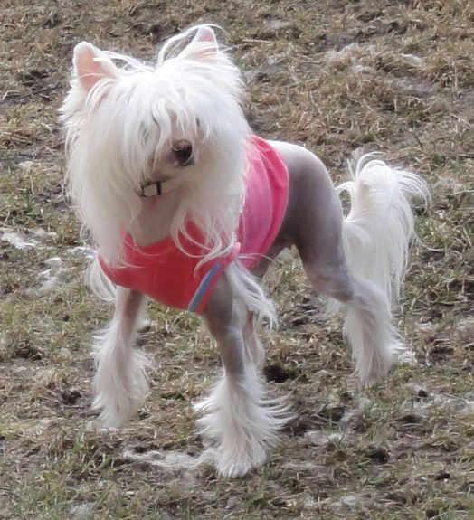 Queen Celine von Shinbashi