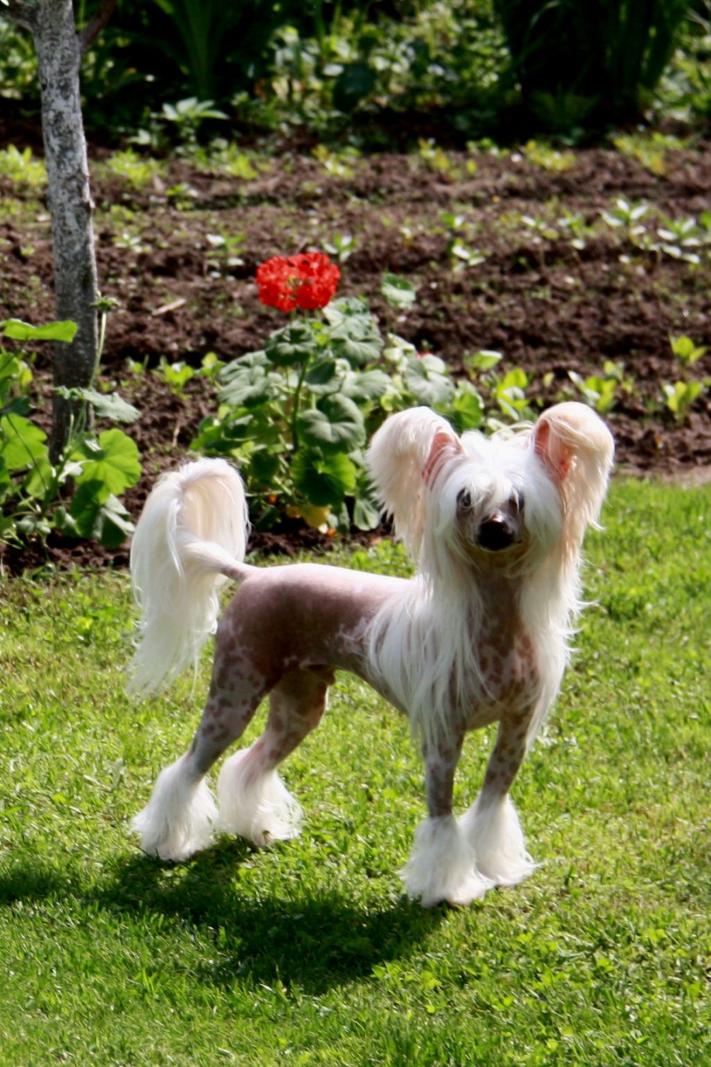 Volshebnaja Loshadka  Vulsi