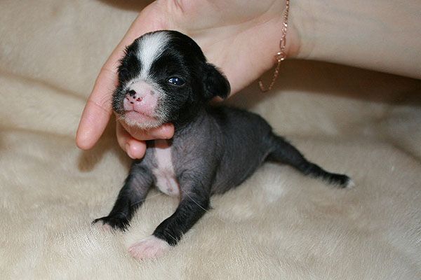 Status Imperial Chase Black Zhasmin