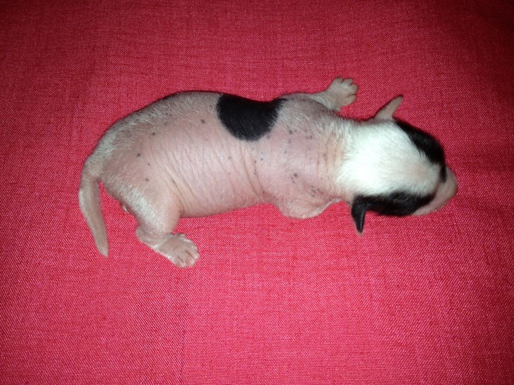 hl male 1 Chinese Crested Mexico 