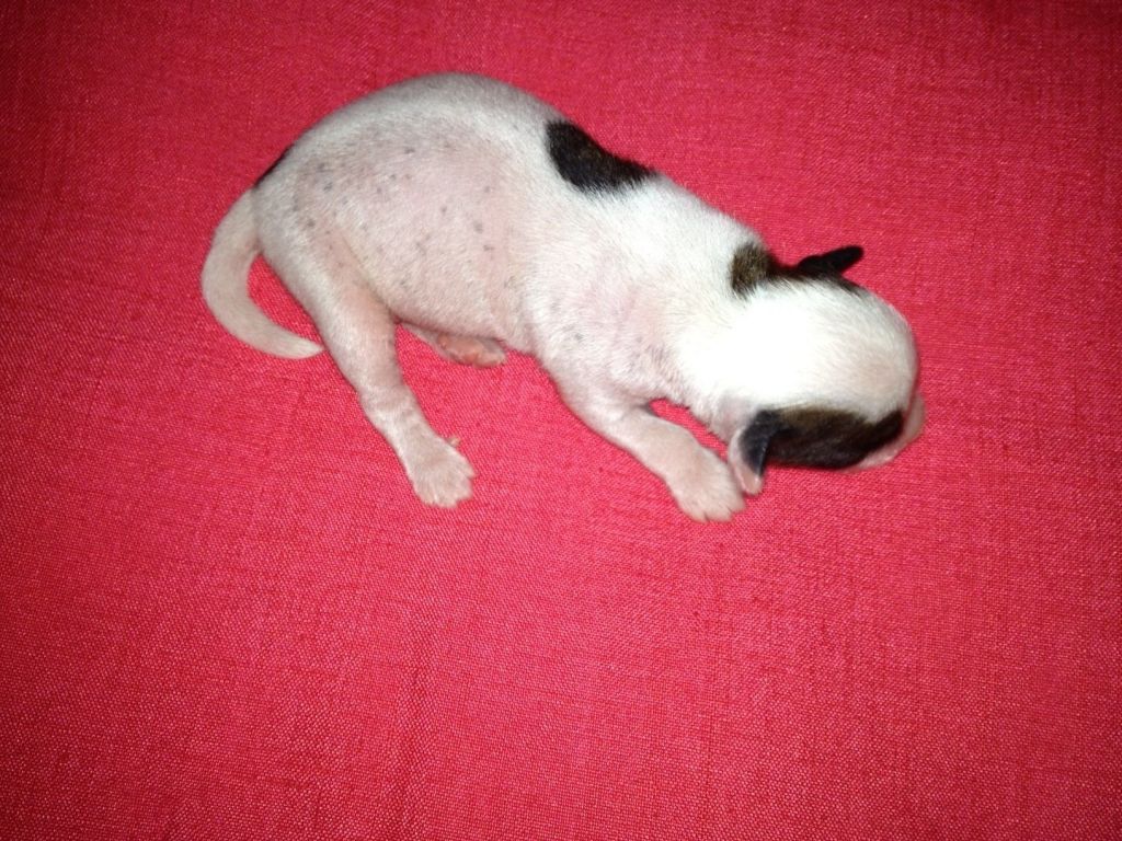 hl male 2 Chinese Crested Mexico 