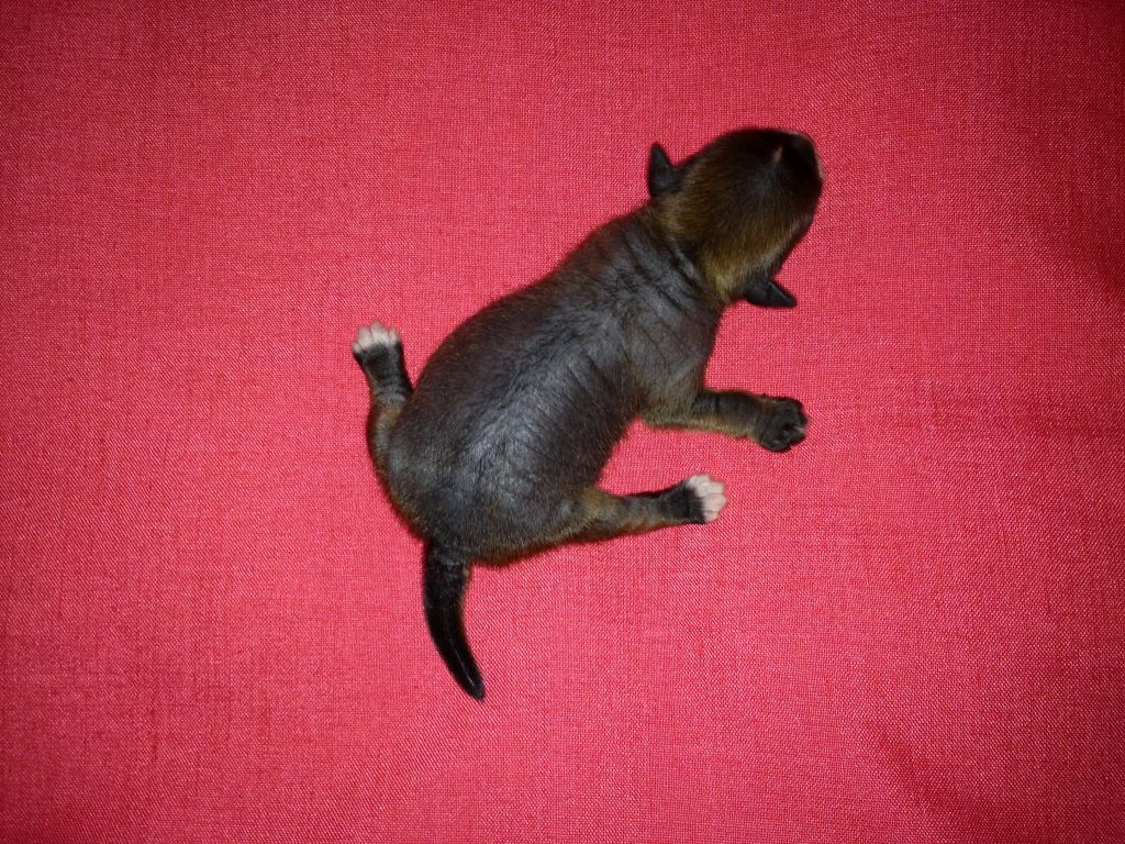 hl female Chinese Crested Mexico 