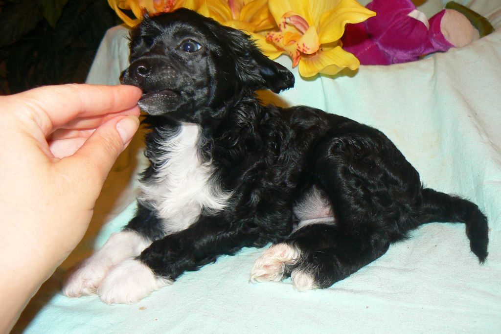 Dinara Chayniz Princess