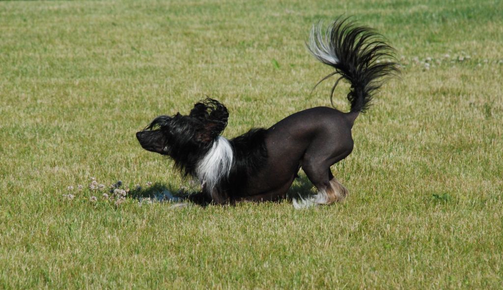 Vetigri Prime Ovatii