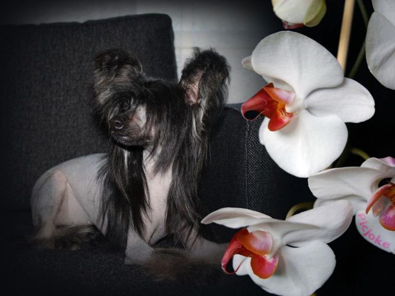 V'black Pearl Ovatii