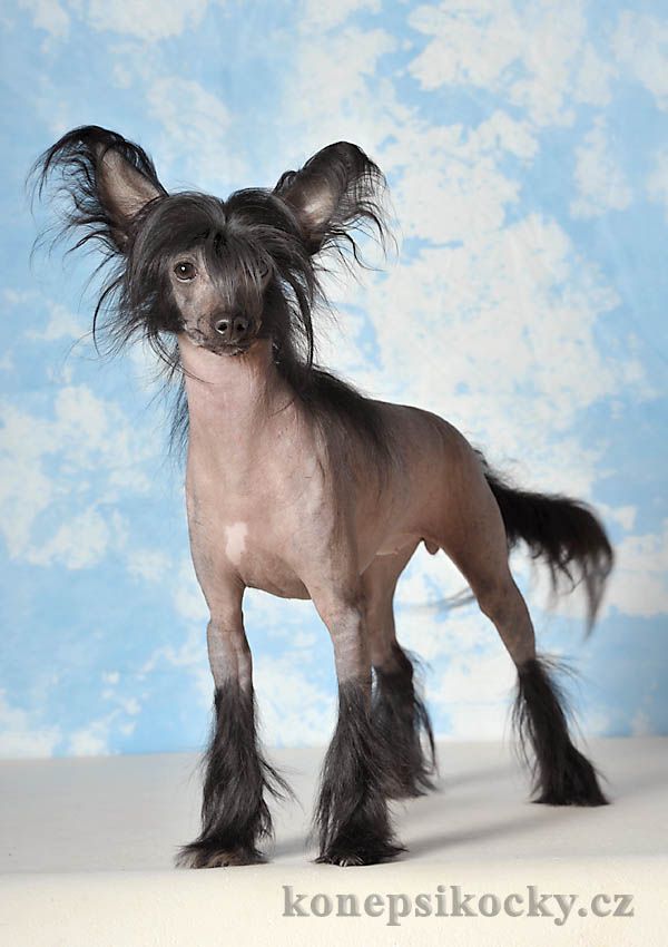 Rousie Kalis z Treste