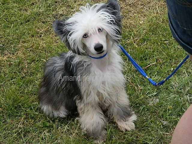 Original Stone Go To Win