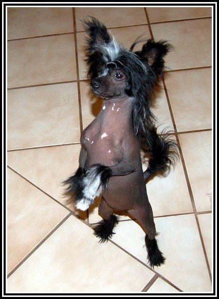 Shomars Liberty WOW We Are On