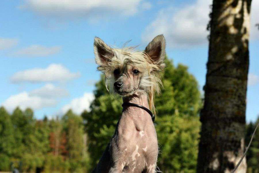 Florka Exotic World FCI