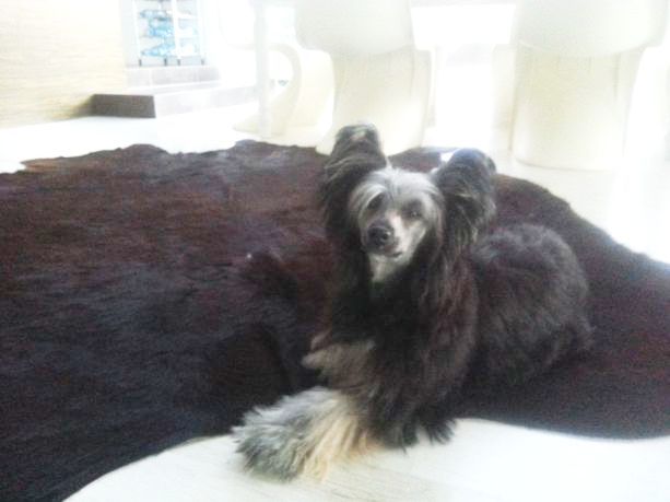 Falkor Exotic World FCI