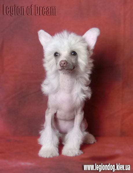 Legion of Dream Emanuel Ungaro