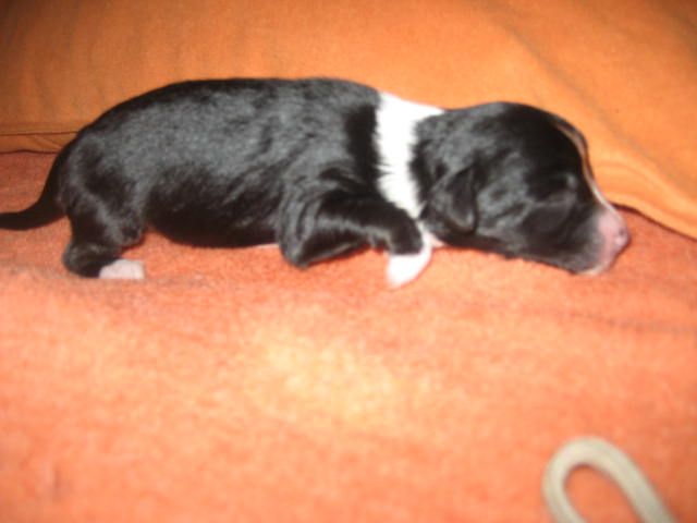 Epifani Wera  Hossa-vija