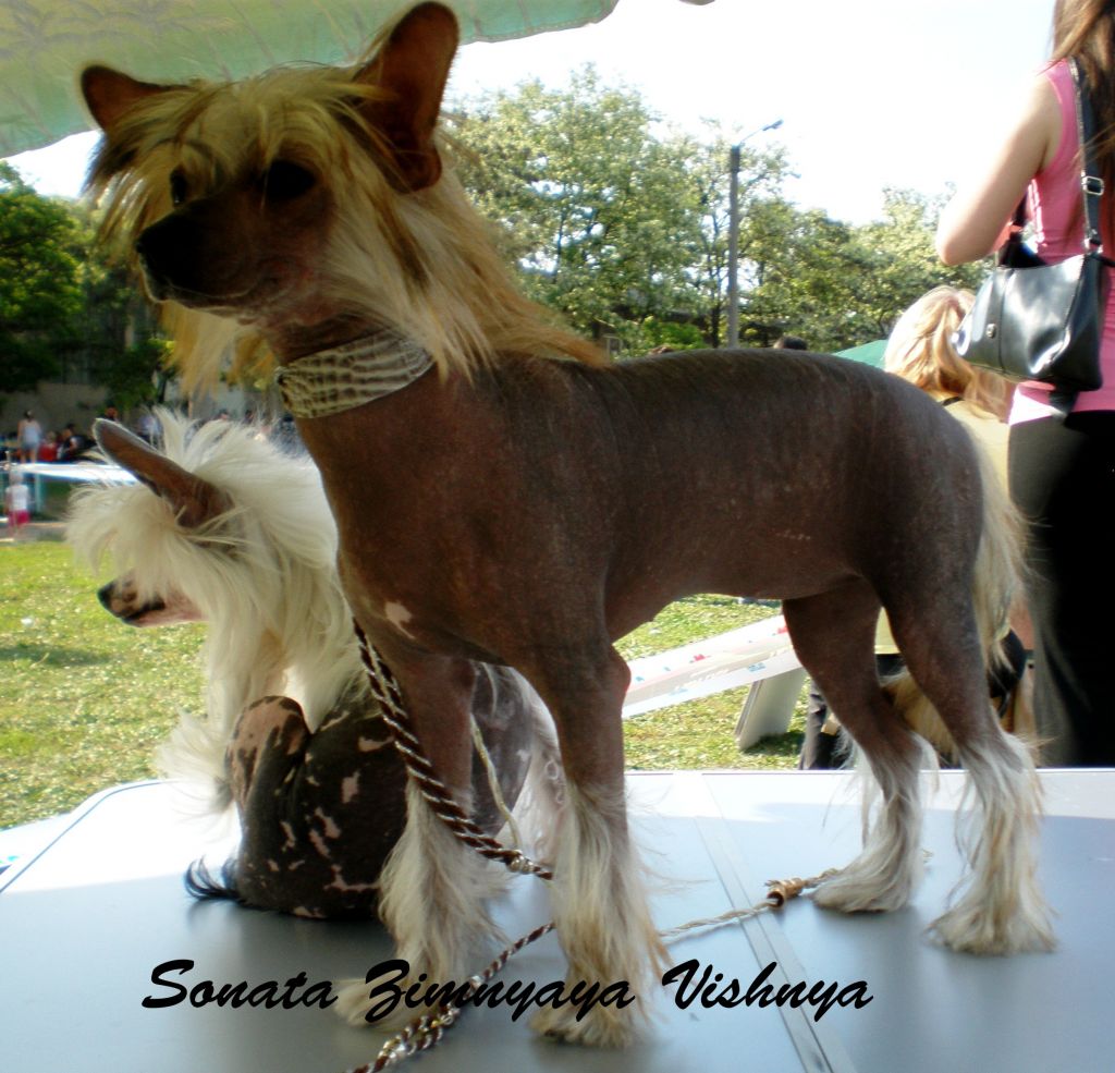 Sonata Zimnyaya Vishnya